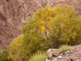 IMG 0342 : Ladakh