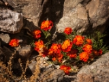 IMG 0368 : Ladakh