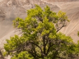 IMG 0373 : Ladakh
