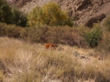 IMG 0390 : Ladakh