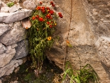 IMG 0468 : Ladakh