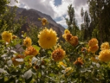 IMG 0567 : Ladakh