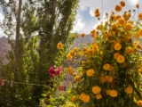 IMG 0574 : Ladakh