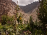 IMG 0584 : Ladakh