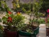 IMG 0610 : Ladakh