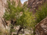 IMG 0641 : Ladakh