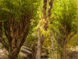 IMG 0642 : Ladakh