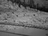 IMG 0709 : Ladakh