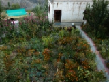 IMG 0987 : Ladakh