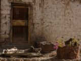 IMG 1151 : Ladakh