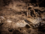 IMG 1279 : Ladakh