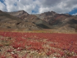 IMG 1304 : Ladakh