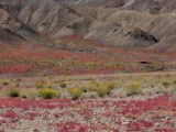 IMG 1310 : Ladakh