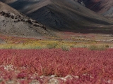 IMG 1313 : Ladakh