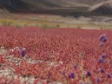 IMG 1314 : Ladakh