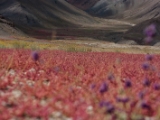 IMG 1316 : Ladakh