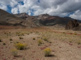 IMG 1319 : Ladakh