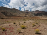 IMG 1321 : Ladakh