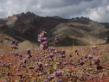 IMG 1336 : Ladakh