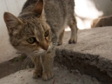 IMG 1465 : Ladakh