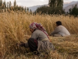 IMG 1502 : Ladakh