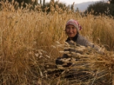 IMG 1504 : Ladakh