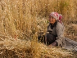 IMG 1509 : Ladakh