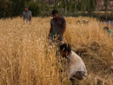 IMG 1513 : Ladakh