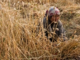 IMG 1526 : Ladakh