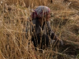 IMG 1528 : Ladakh