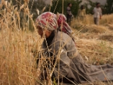 IMG 1547 : Ladakh