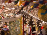 IMG 1639 : Ladakh