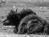 IMG 1687 : Ladakh