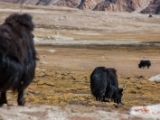 IMG 1693 : Ladakh