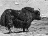 IMG 1695 : Ladakh