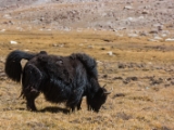IMG 1702 : Ladakh