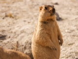 IMG 1746 : Ladakh