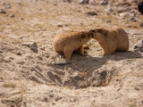 IMG 1761 : Ladakh
