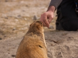 IMG 1799 : Ladakh