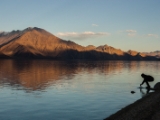 IMG 2131 : Ladakh