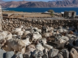 IMG 2304 : Ladakh