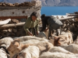 IMG 2311 : Ladakh