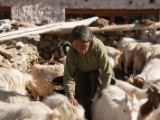 IMG 2314 : Ladakh