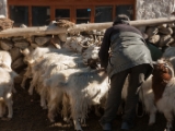 IMG 2321 : Ladakh