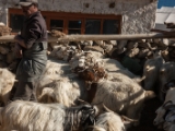 IMG 2322 : Ladakh