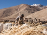 IMG 2331 : Ladakh