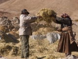 IMG 2337 : Ladakh