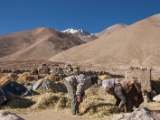 IMG 2343 : Ladakh