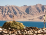IMG 2380 : Ladakh