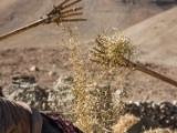 IMG 2390 : Ladakh